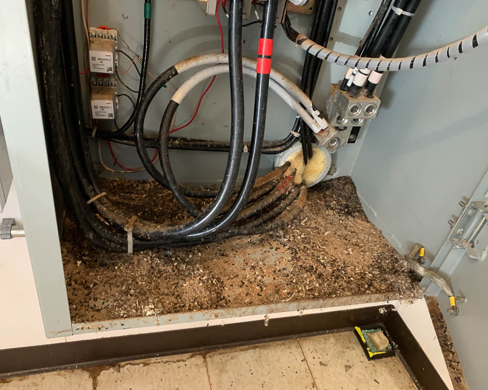 Picture of mechanical box with rodent droppings